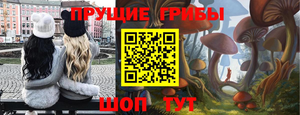 Псилоцибиновые грибы Psilocybe Каменск-Шахтинский